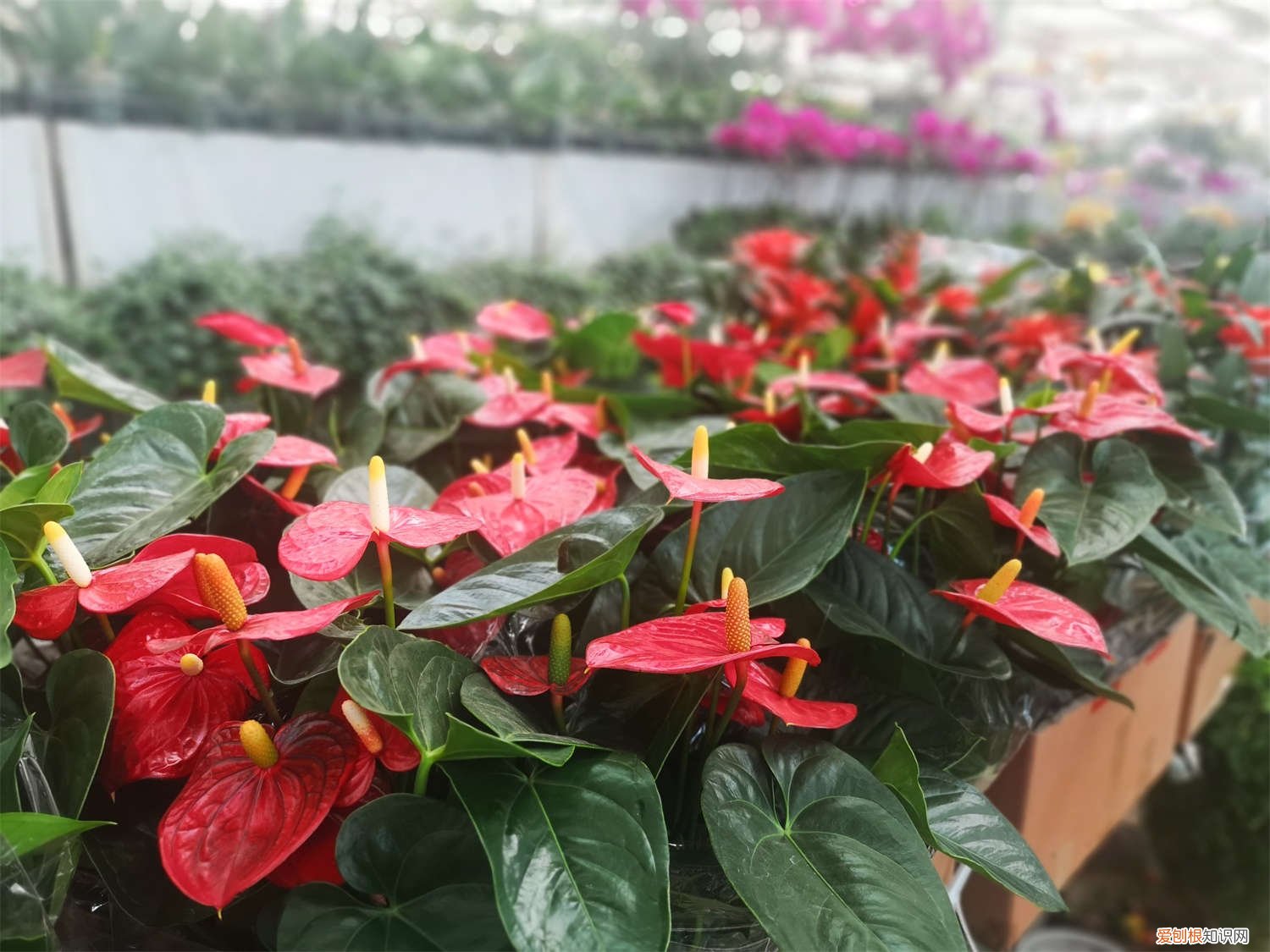 大红掌叶子发黑怎么办 红掌叶子发黑怎么办