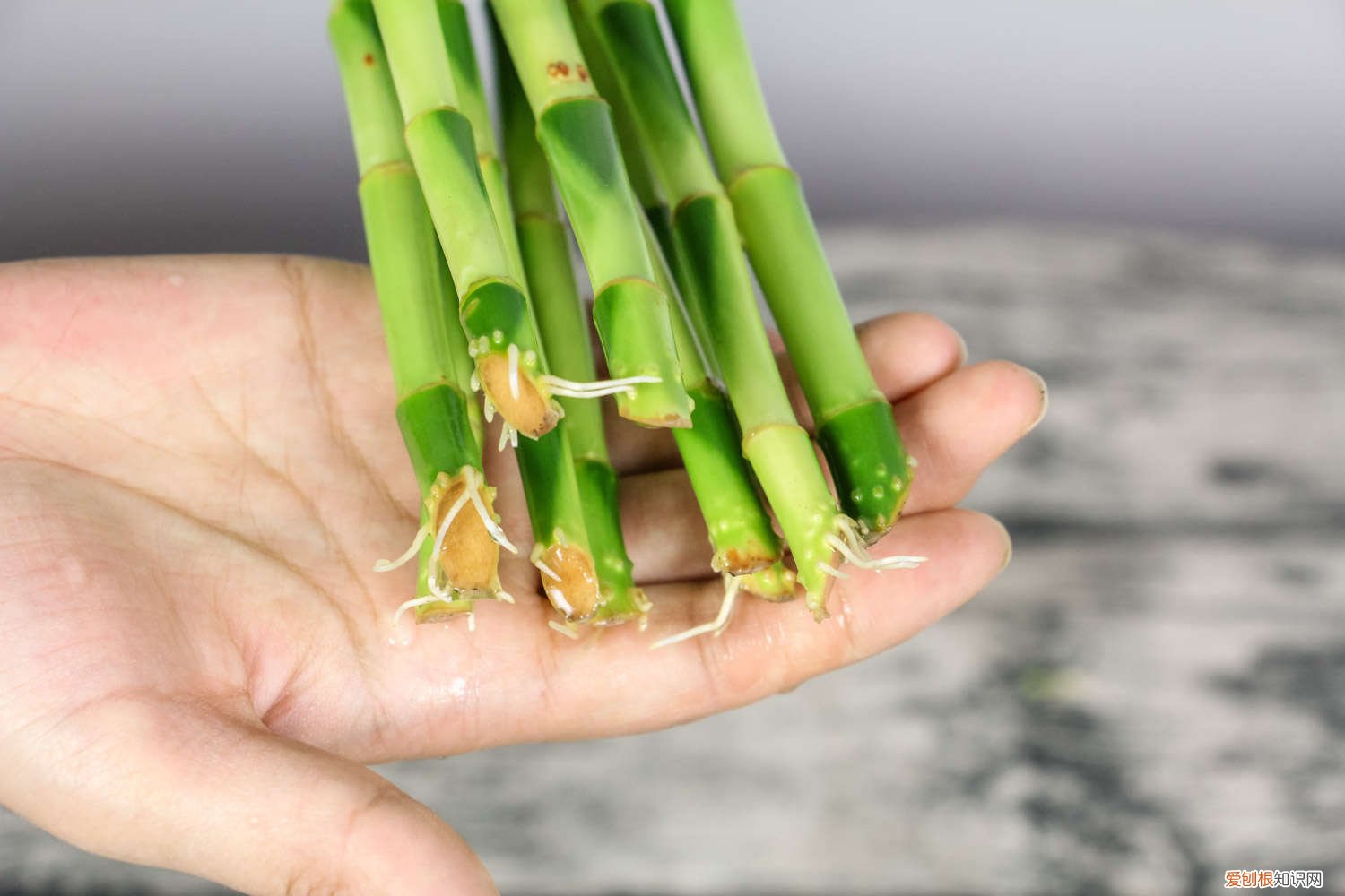 富贵竹叶子有点往下耷拉怎么回事 富贵竹叶子下垂怎么办
