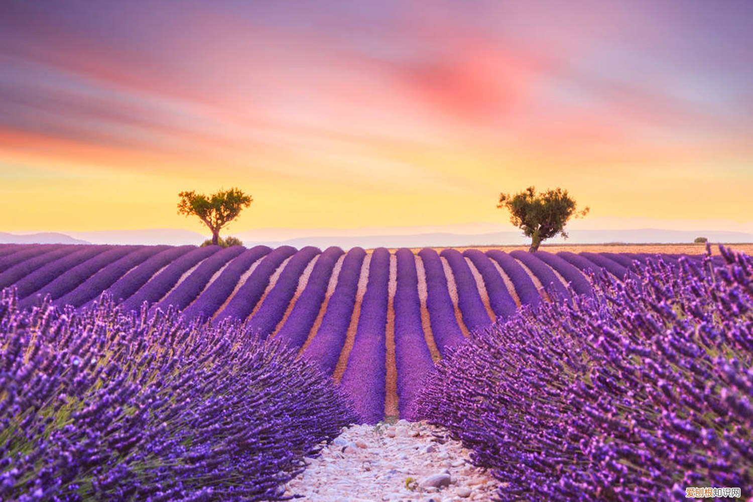 薰衣草叶片发黑 薰衣草叶子发黄怎么办