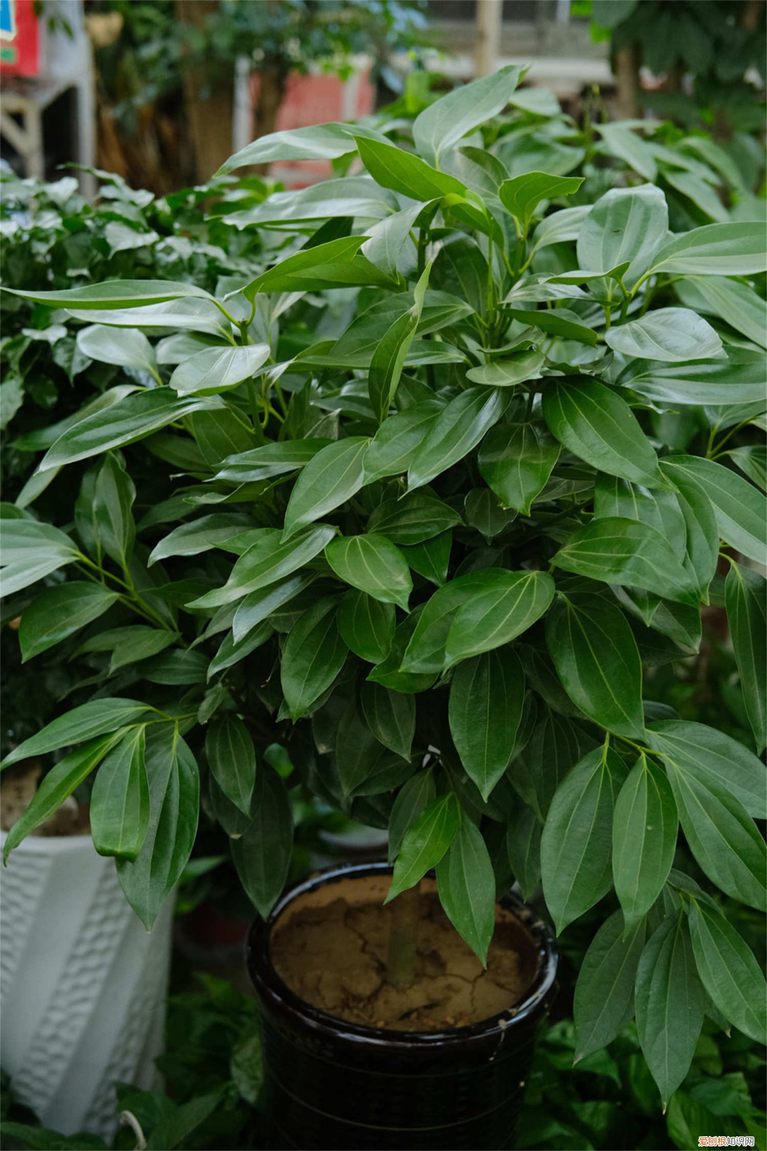 平安树叶子长黑斑 平安树叶子长斑怎么办