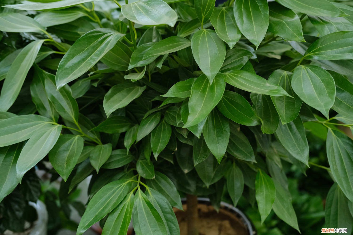 平安树叶子长黑斑 平安树叶子长斑怎么办