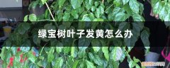 绿宝树叶子黄啦是怎么回事 绿宝树叶子发黄怎么办