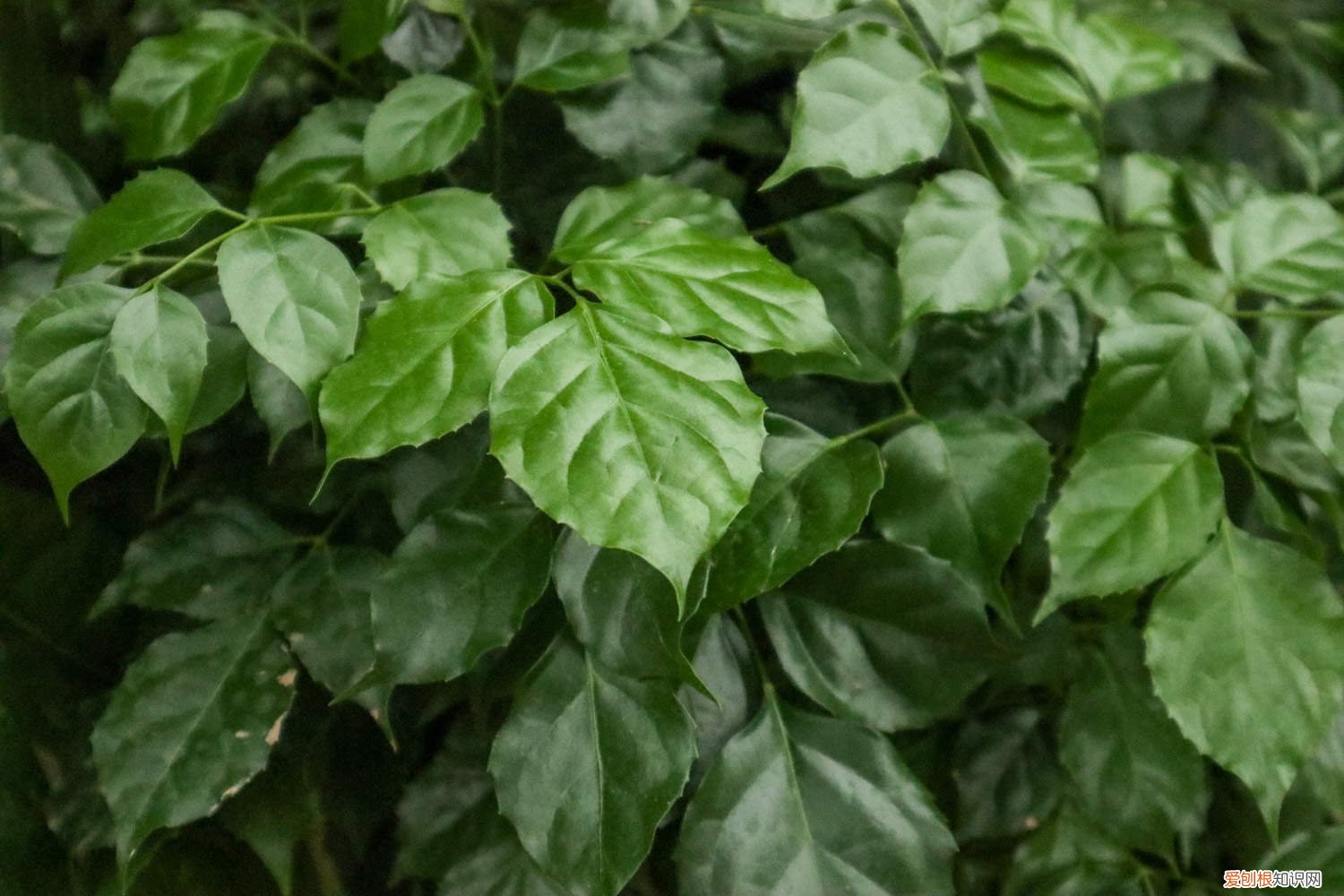 绿宝树叶子黄啦是怎么回事 绿宝树叶子发黄怎么办