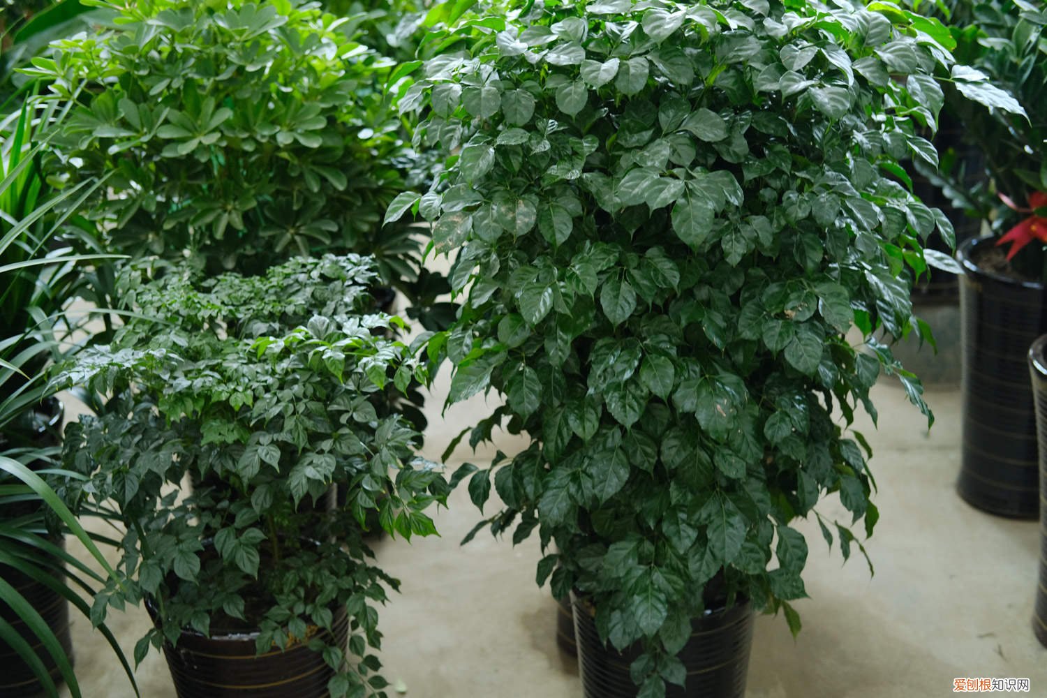 绿宝树叶子黄啦是怎么回事 绿宝树叶子发黄怎么办