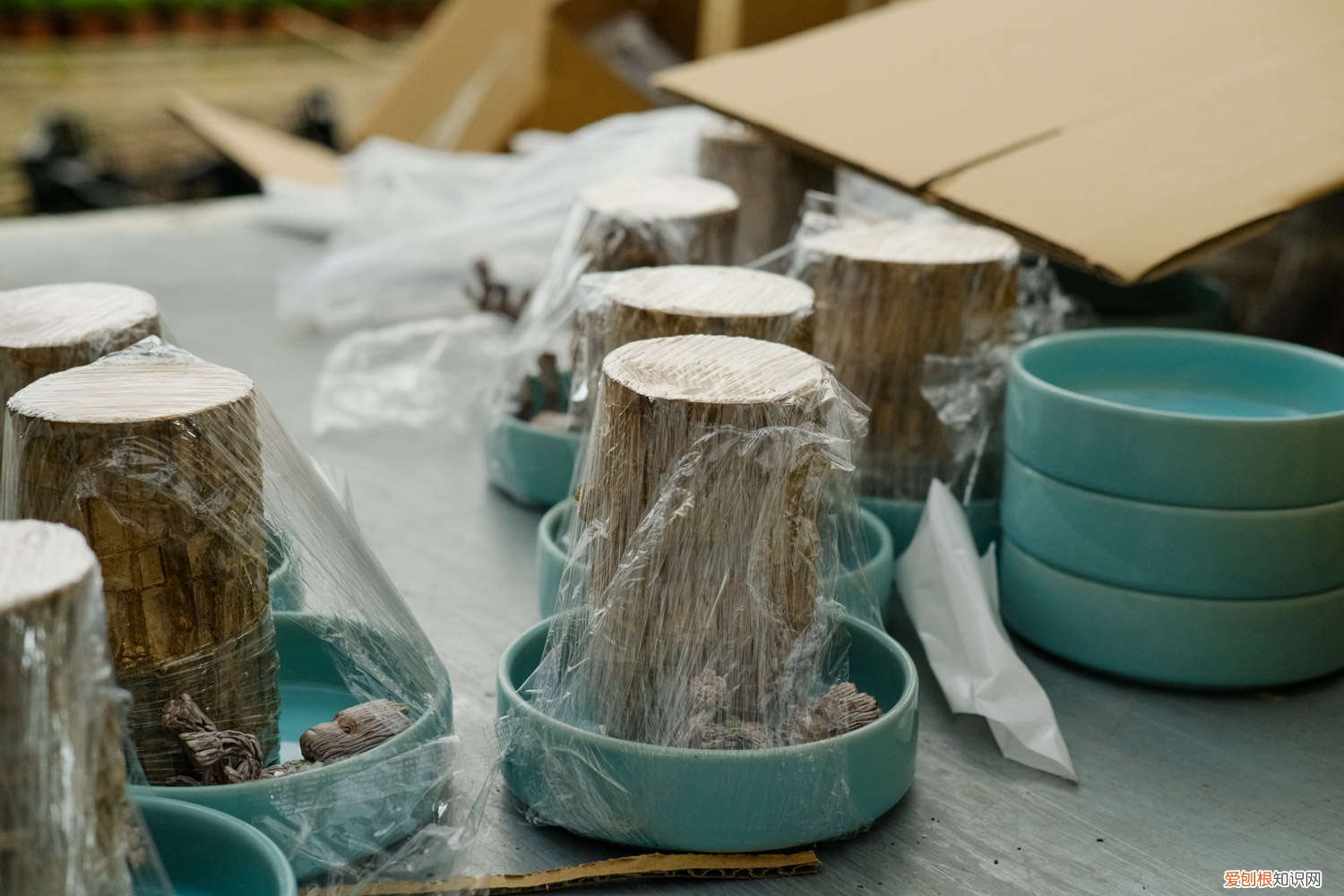 巴西木开花怎么养护 怎么让巴西木开花，开花花期如何护理