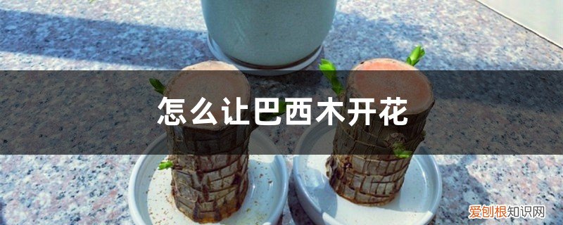 巴西木开花怎么养护 怎么让巴西木开花，开花花期如何护理