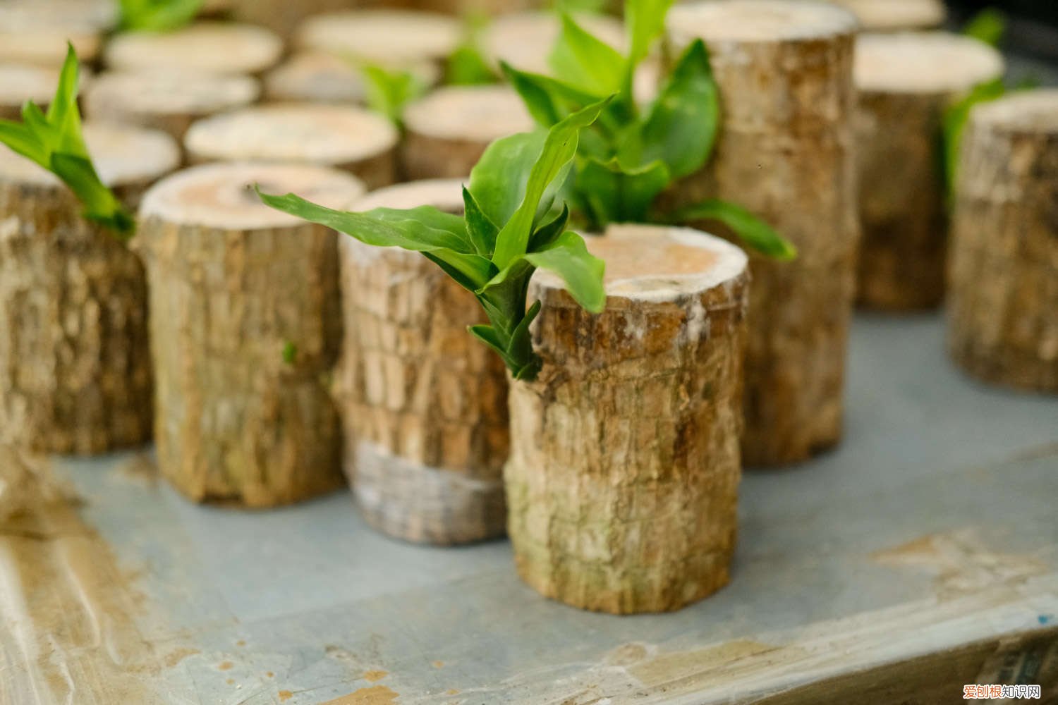 巴西木开花怎么养护 怎么让巴西木开花，开花花期如何护理