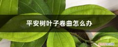 平安树叶子卷叶什么原因?怎么办? 平安树叶子卷曲怎么办