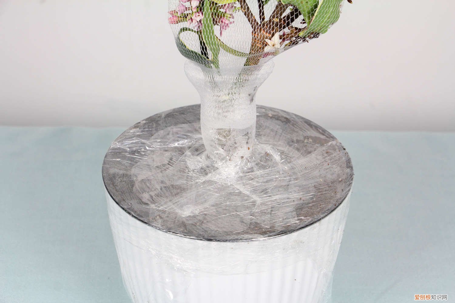 瑞香叶子黑了一直落咋回事 瑞香的叶子发黑怎么办