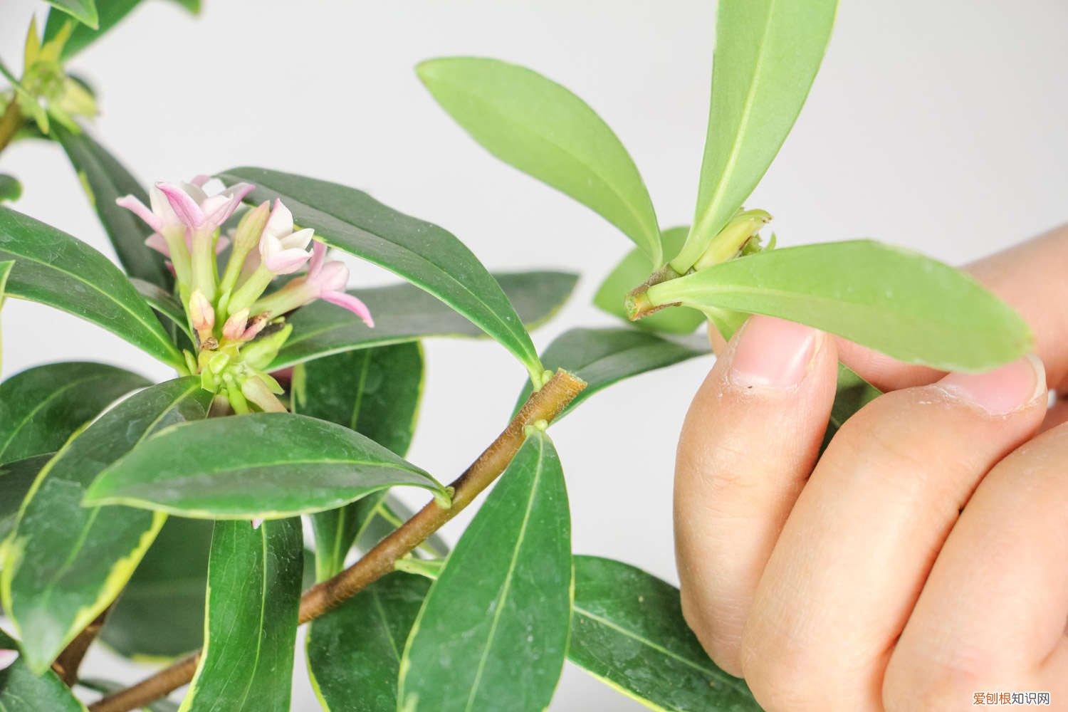 瑞香叶子黑了一直落咋回事 瑞香的叶子发黑怎么办