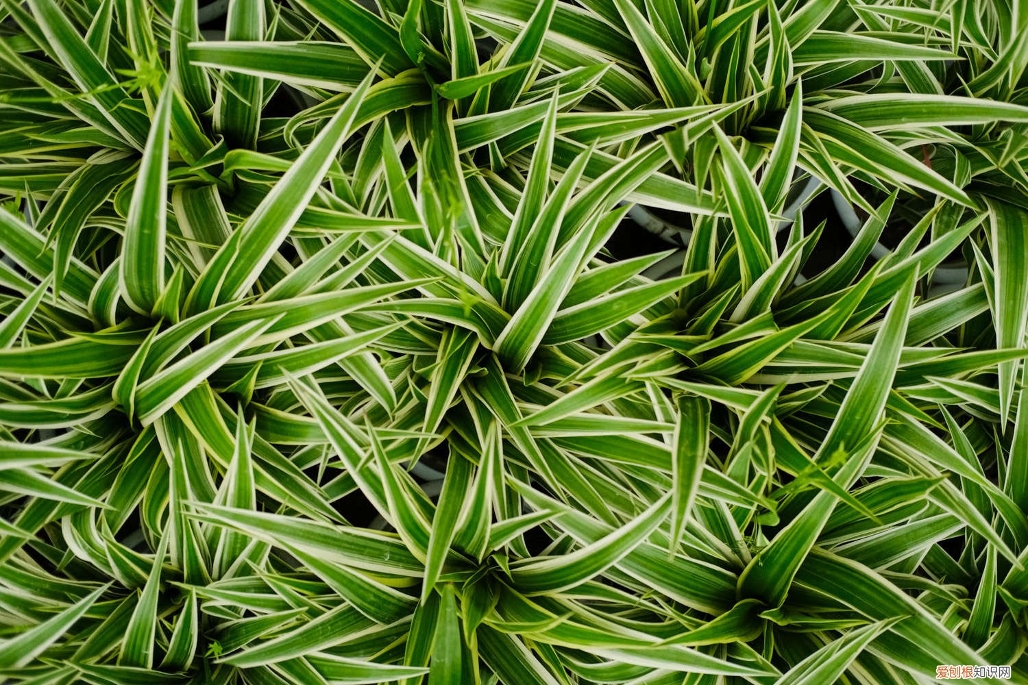 金边吊兰叶子发黄发软怎么办 银边吊兰叶子发黄怎么办