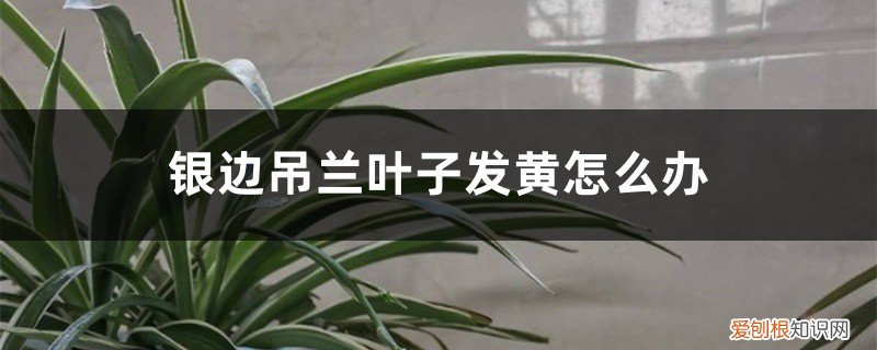 金边吊兰叶子发黄发软怎么办 银边吊兰叶子发黄怎么办