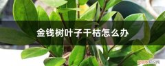 金钱树叶子干枯怎么回事 金钱树叶子干枯怎么办