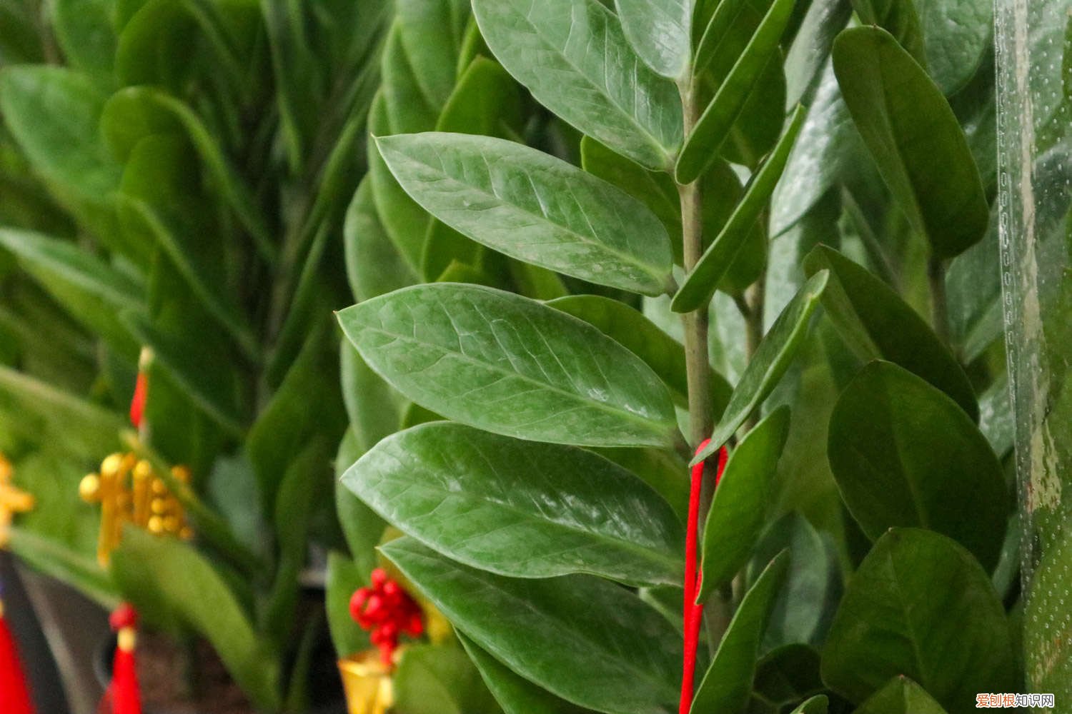 金钱树叶子蔫了怎么办