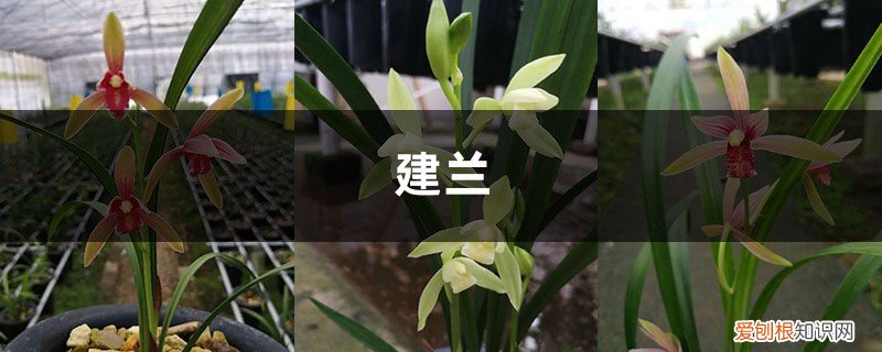 叶子枯萎不要怕,简单几招拯救你的建兰,焕发生机!