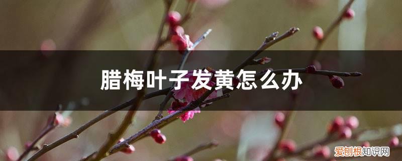 腊梅叶子发黄怎么回事 腊梅叶子发黄怎么办