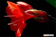 紫根兰叶子黄了是怎么回事 找准原因，彻底解决紫根兰叶子发黄，油亮又精神！