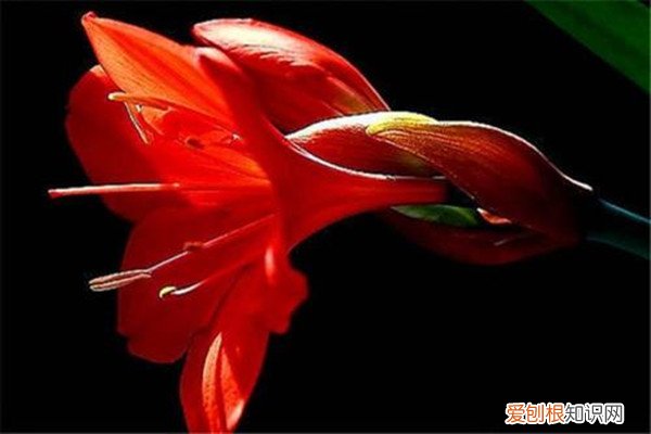 紫根兰叶子黄了是怎么回事 找准原因,彻底解决紫根兰叶子发黄,油亮又精神!