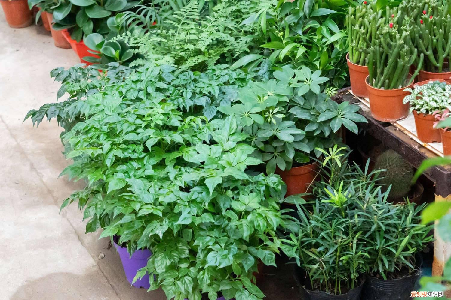 幸福树叶子干枯怎么办