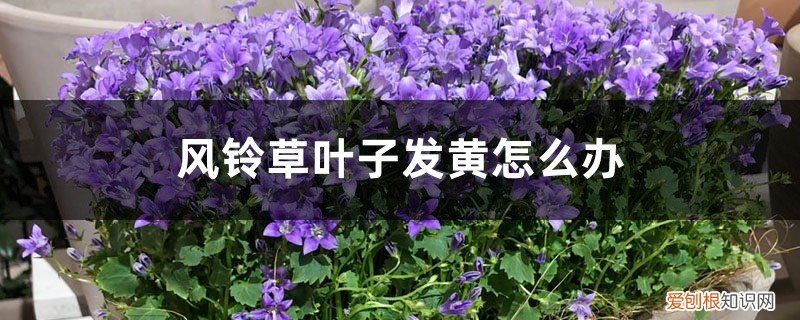 风车草叶尖发黄是什么原因 风铃草叶子发黄怎么办