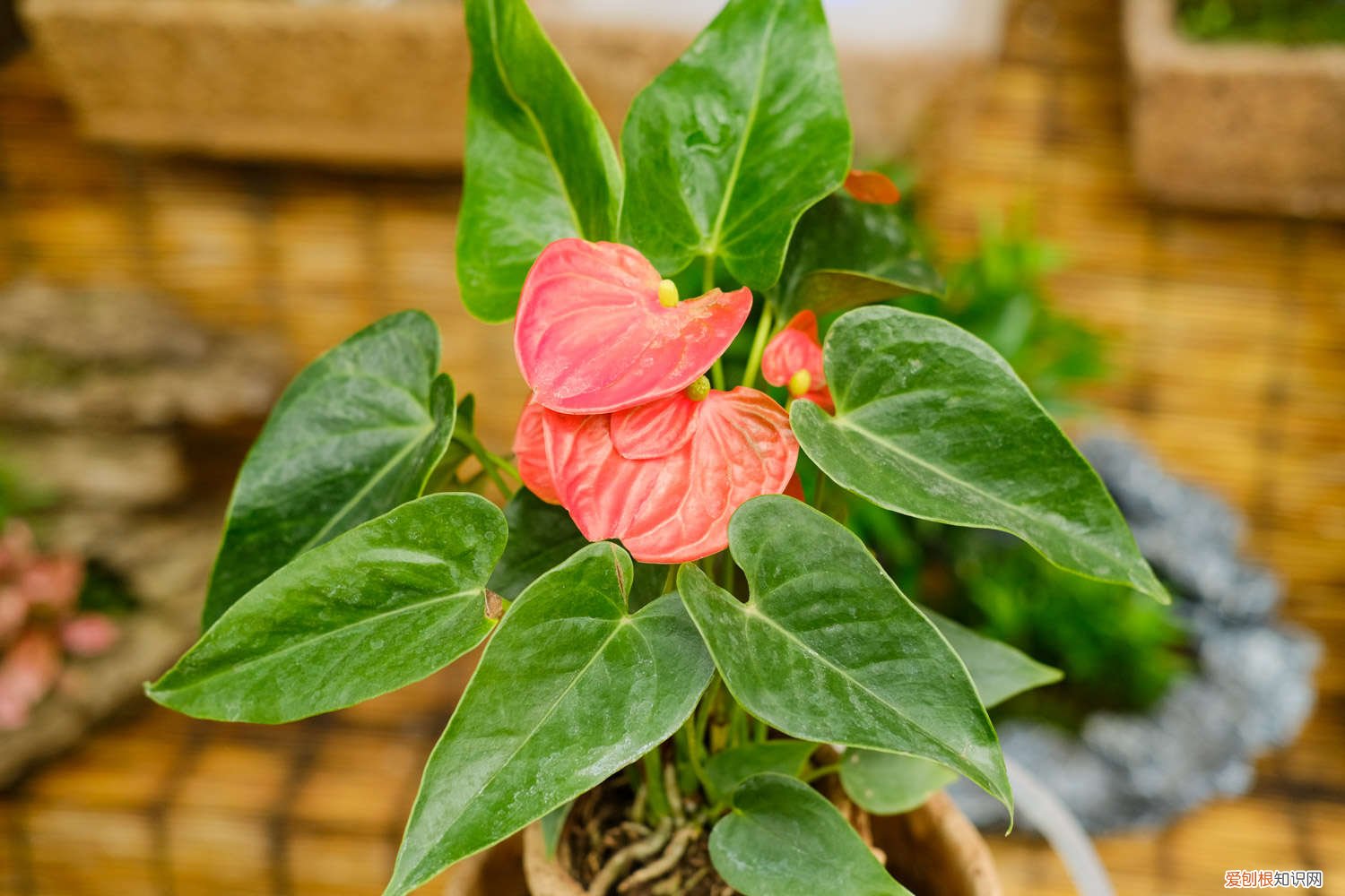 红掌叶尖下垂是缺水吗 红掌叶子下垂怎么办