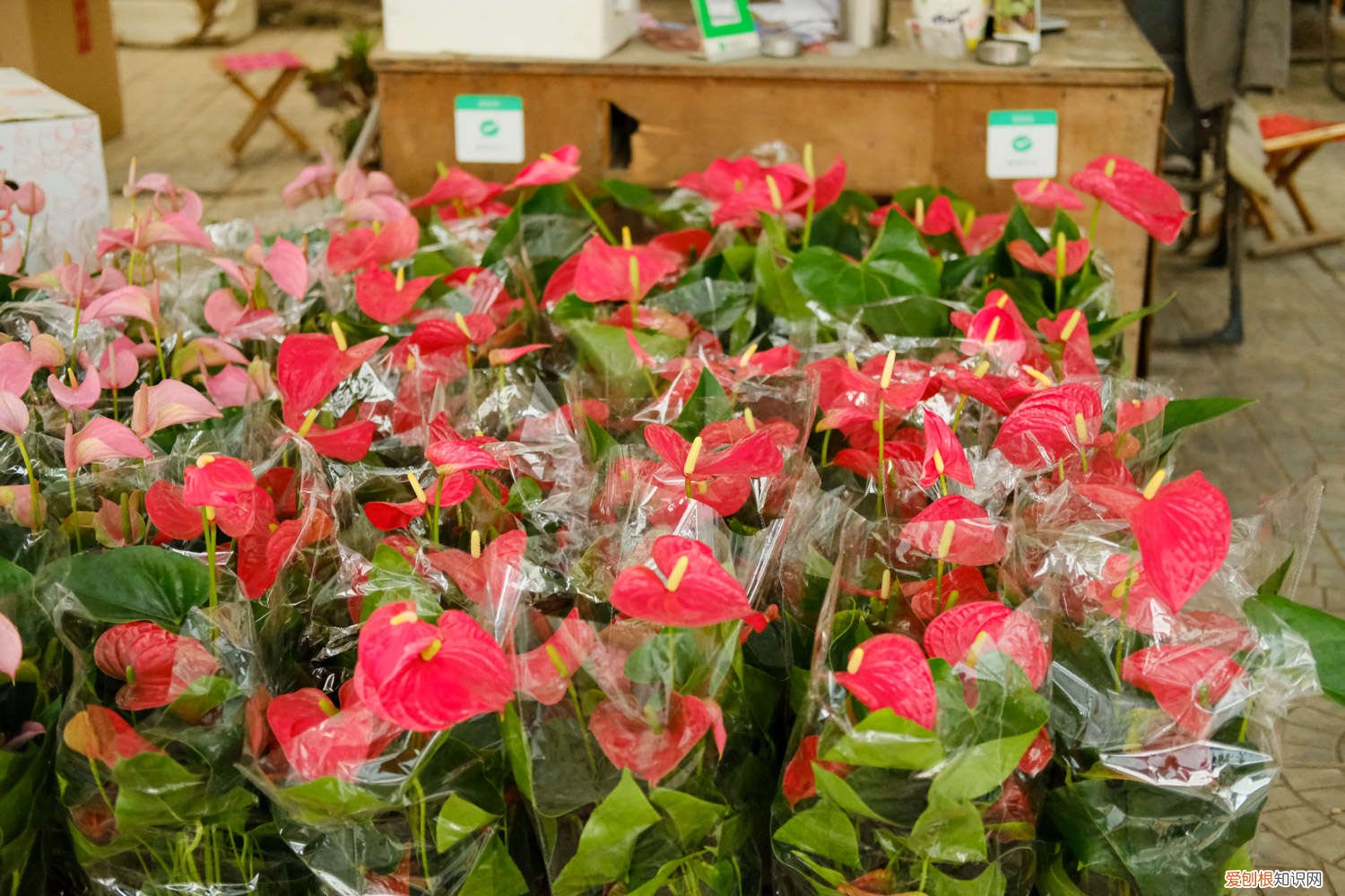 红掌叶尖下垂是缺水吗 红掌叶子下垂怎么办