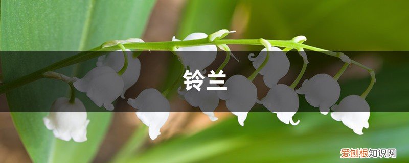 铃兰叶子发黄,是你养护不当,补救时机不要错过