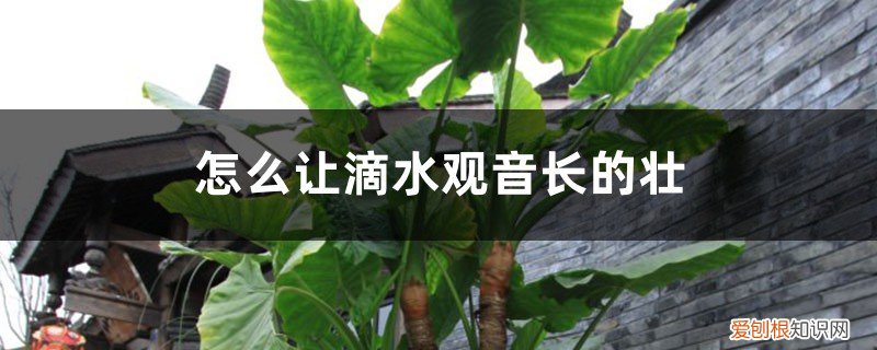 滴水观音长成树桩 怎么让滴水观音长的壮,怎么养出老桩