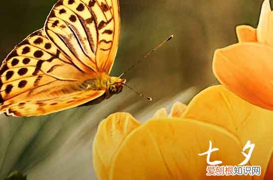 2023年七夕节可以婚姻登记吗 2023七夕婚姻登记上班吗