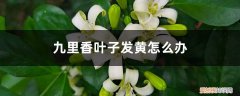 九里香叶子枯黄怎么办 九里香叶子发黄怎么办