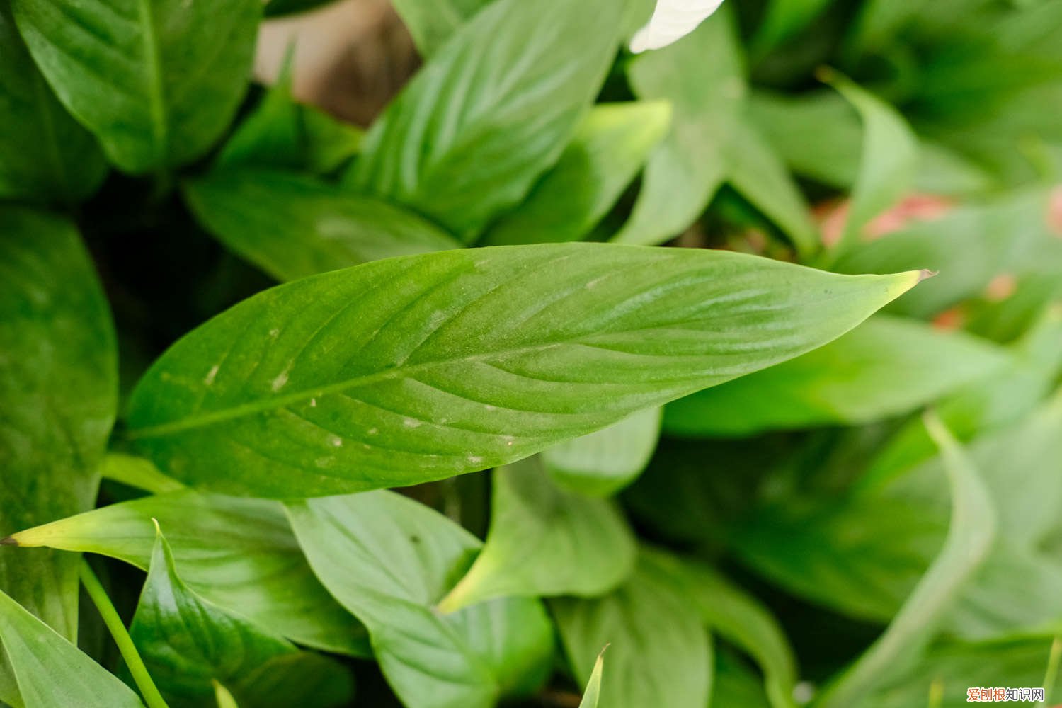 白掌叶子变黑变软 怎么让白掌叶子有光泽,变大变厚