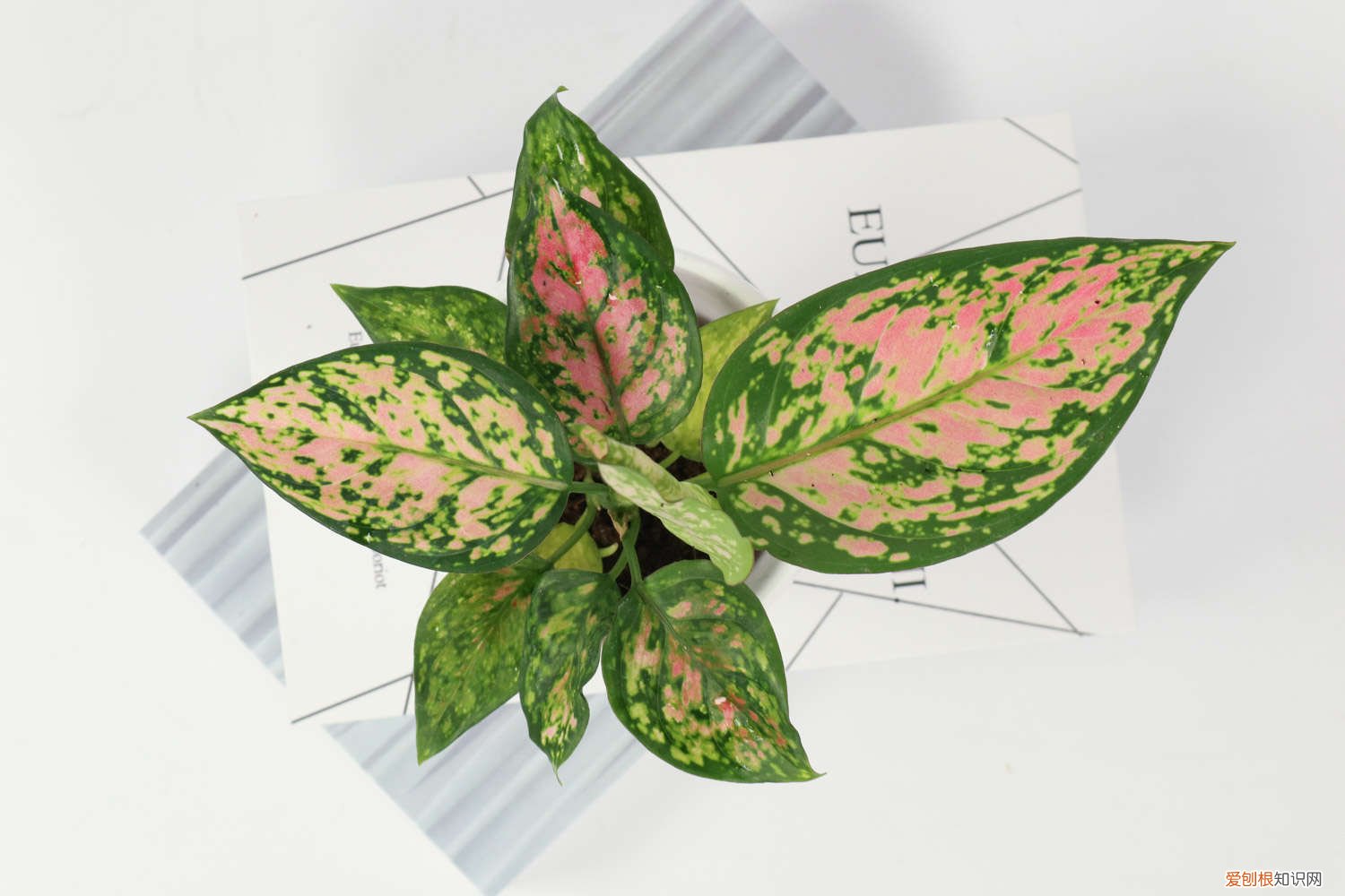 万年青叶子发软怎么回事 花叶万年青叶子发软怎么办