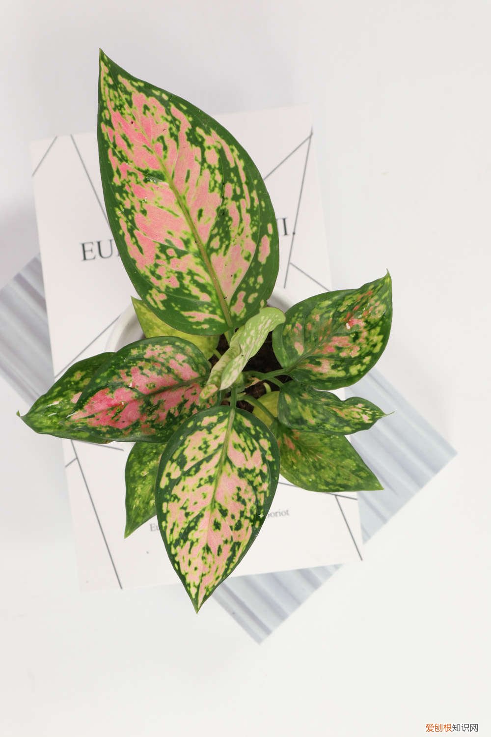 万年青叶子发软怎么回事 花叶万年青叶子发软怎么办