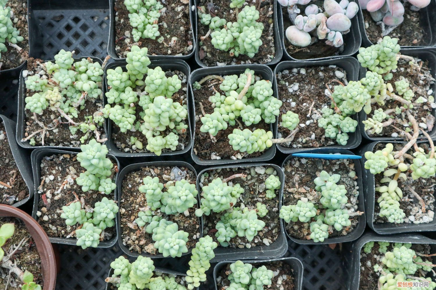 新玉缀叶子出现褶皱怎么办视频 新玉缀叶子出现褶皱怎么办