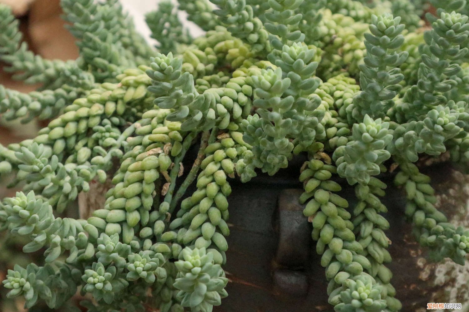 新玉缀叶子出现褶皱怎么办视频 新玉缀叶子出现褶皱怎么办