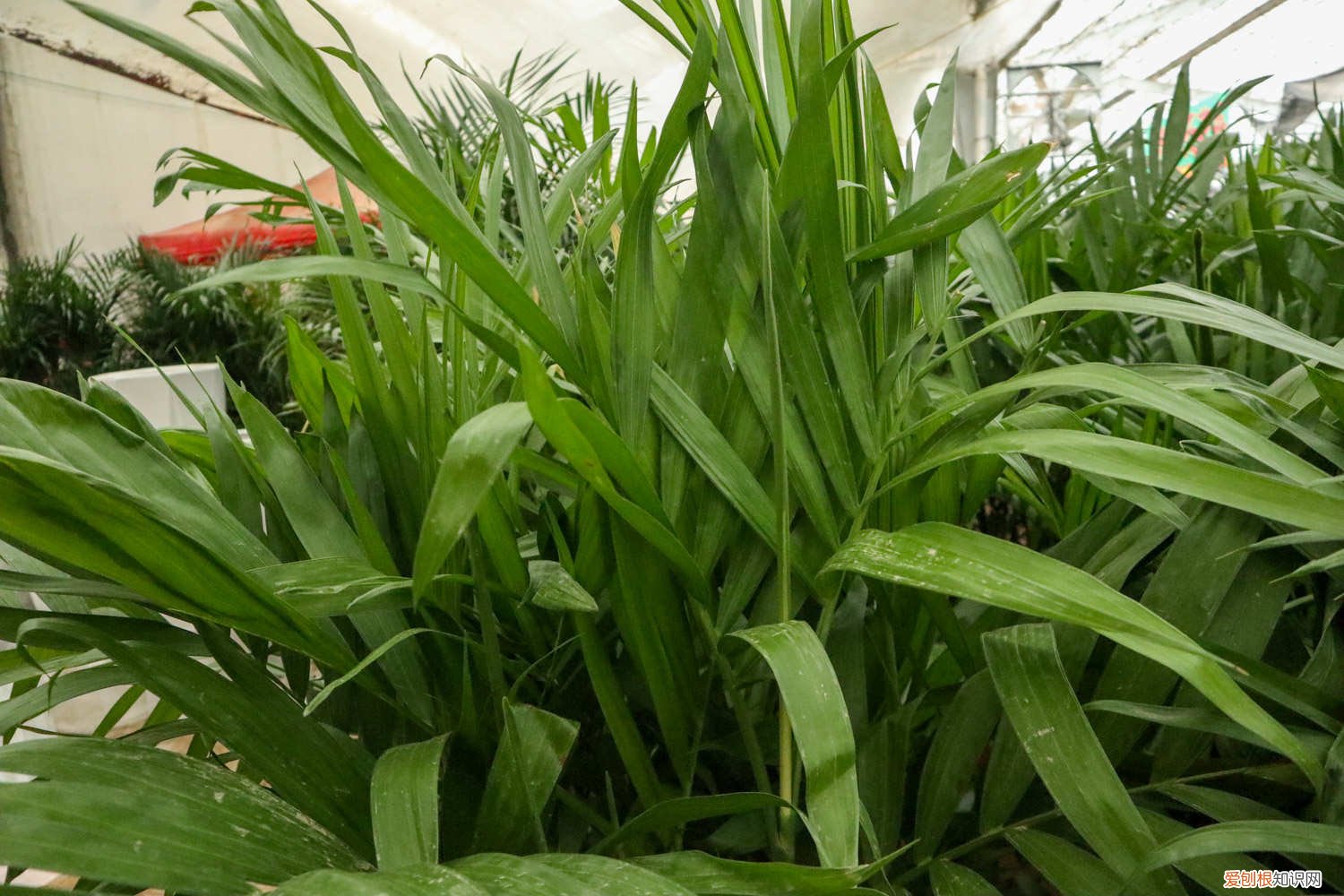 迷你椰树叶子发黄 夏威夷椰子叶片发黄怎么办