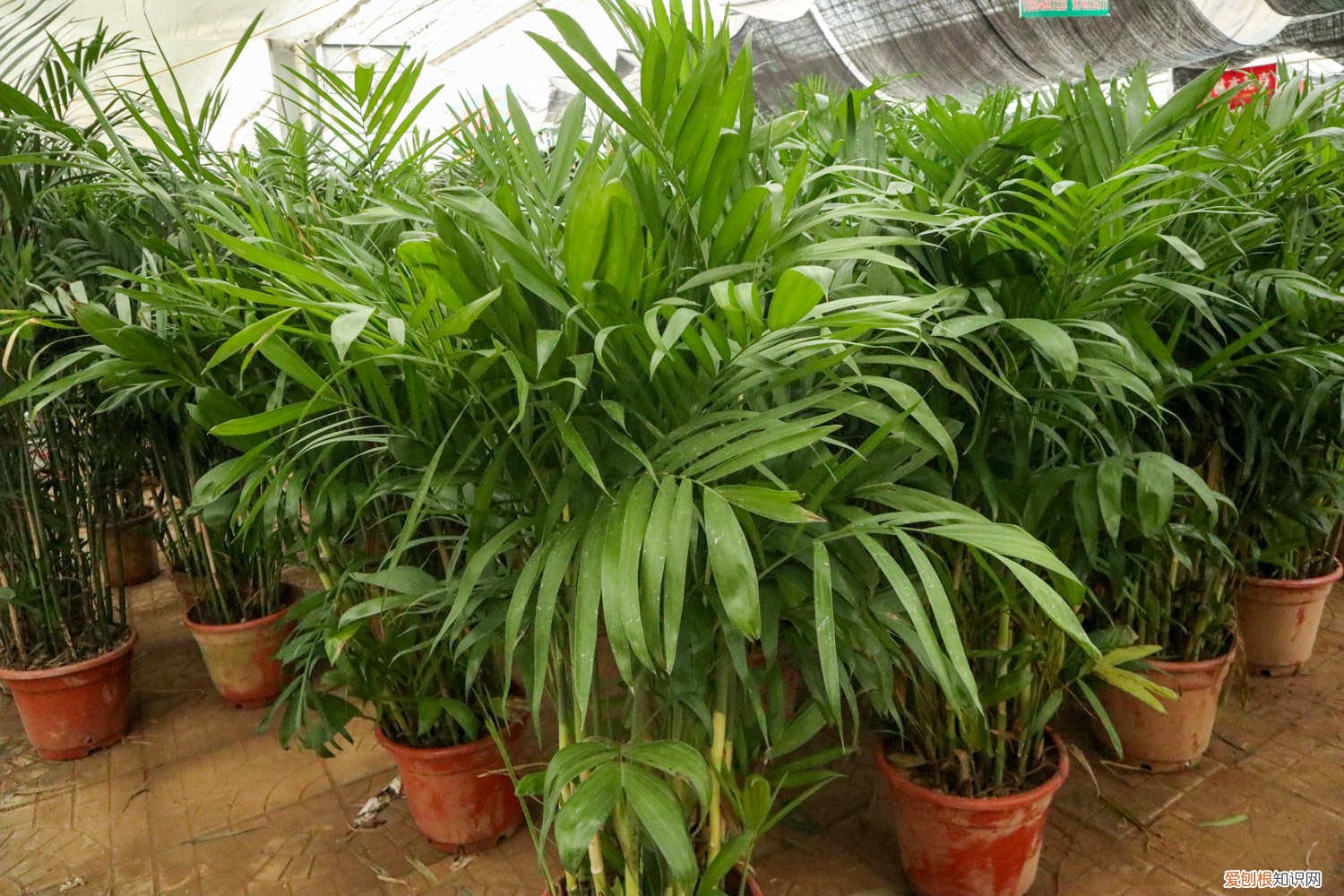 迷你椰树叶子发黄 夏威夷椰子叶片发黄怎么办