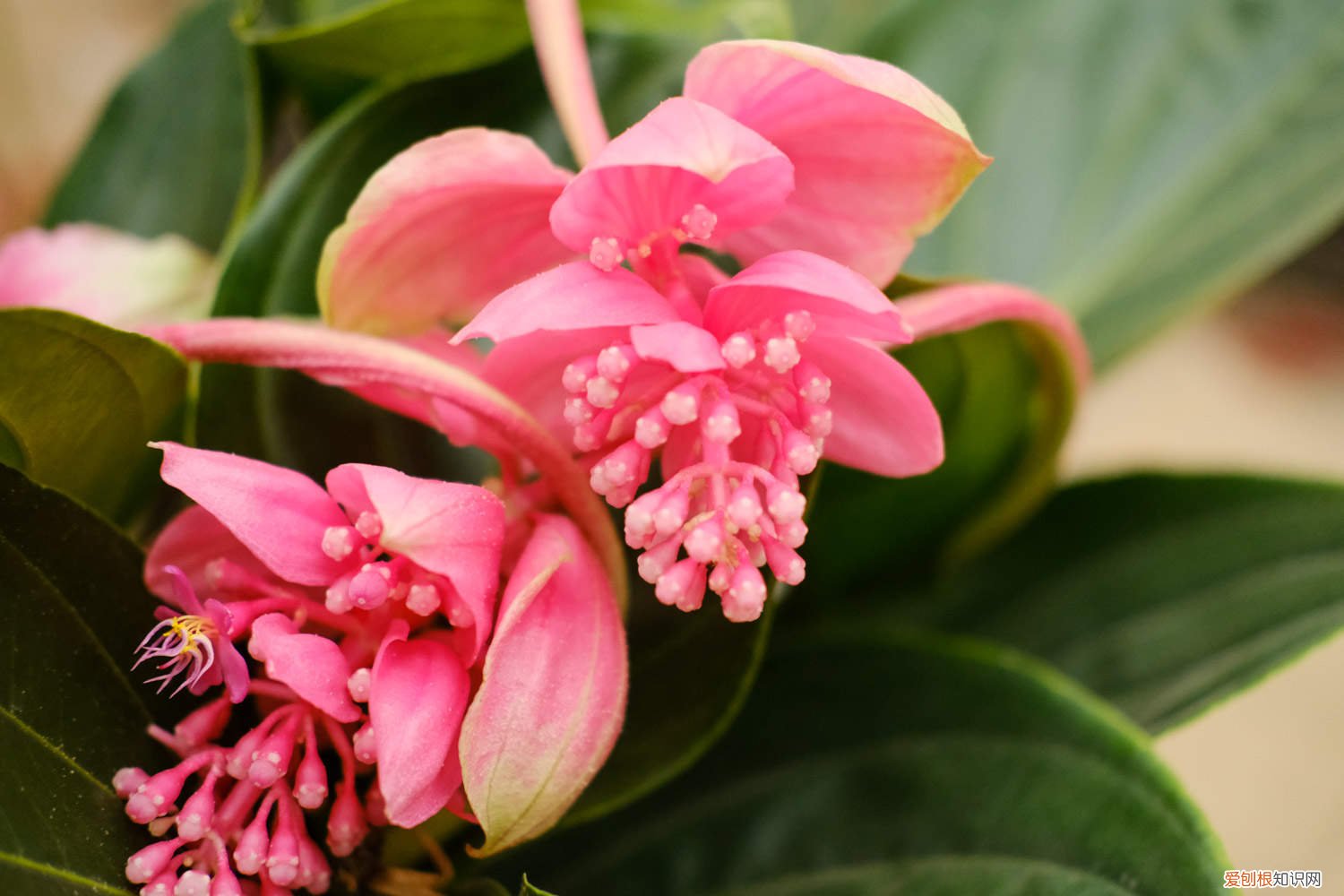 宝莲灯黄叶掉叶怎么办? 宝莲灯的叶子发黄怎么办