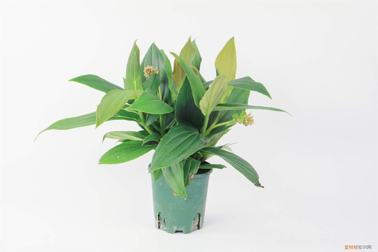 宝莲灯黄叶掉叶怎么办? 宝莲灯的叶子发黄怎么办