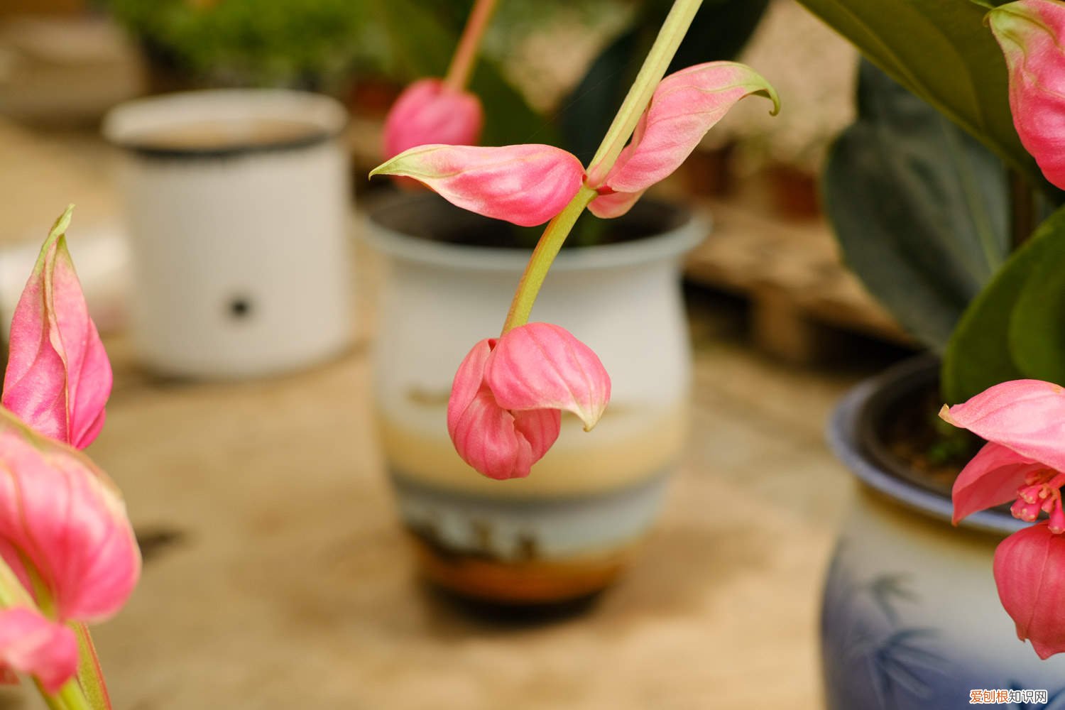 宝莲灯黄叶掉叶怎么办? 宝莲灯的叶子发黄怎么办