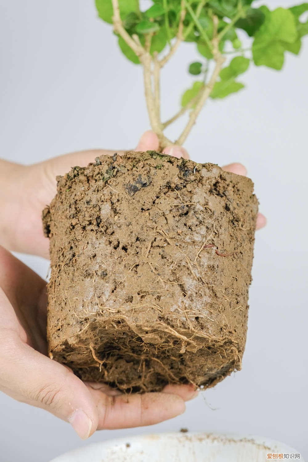 茉莉花叶子发黄有黑点 茉莉花叶子发黑怎么回事?