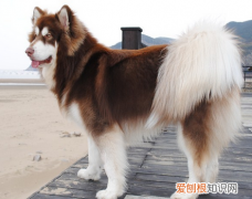 阿拉斯加为什么要禁养 阿拉斯加禁养的原因