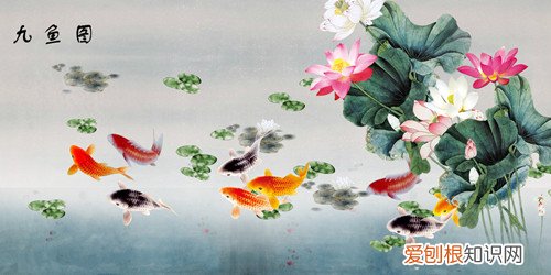 九鱼荷花图挂那里合适 怎样选择一幅好看的图