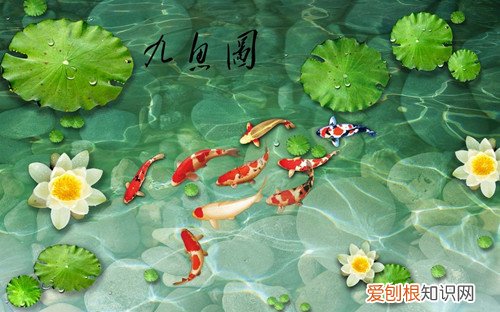 九鱼荷花图挂那里合适 怎样选择一幅好看的图