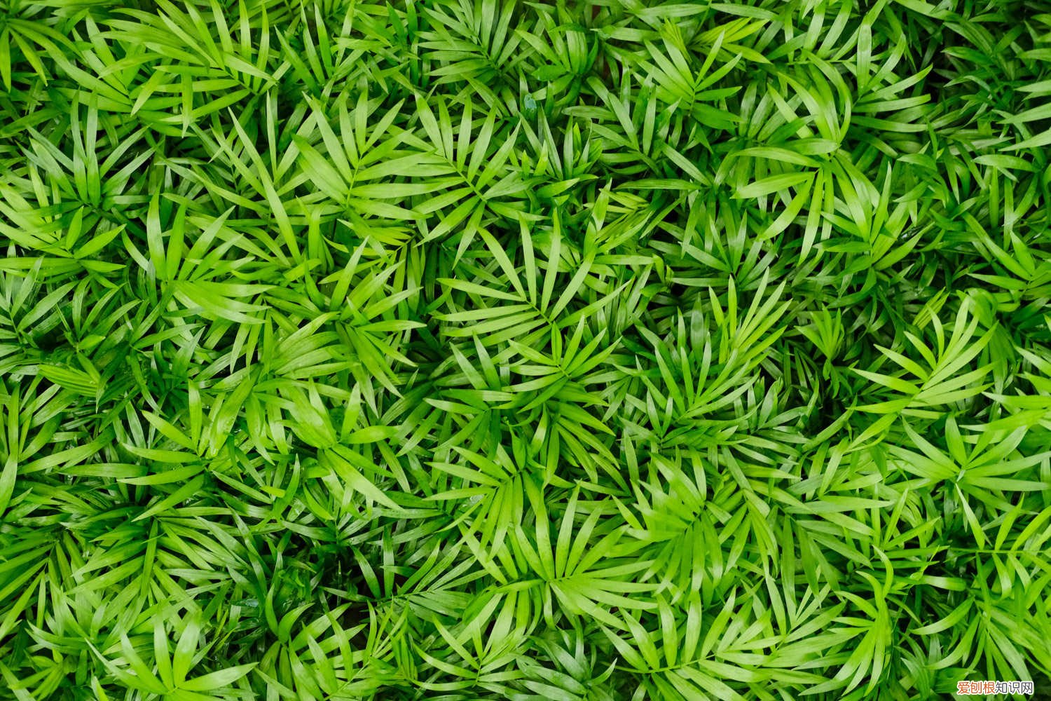 袖珍椰子的叶子发黄干枯怎么办 袖珍椰子的叶子干枯怎么办