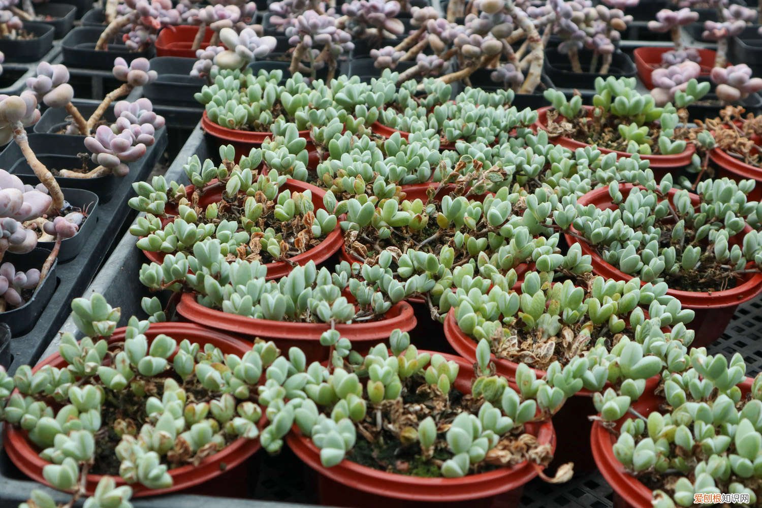 荷叶碧玉叶子软,了怎么办 碧玉莲叶子发黄变软怎么办