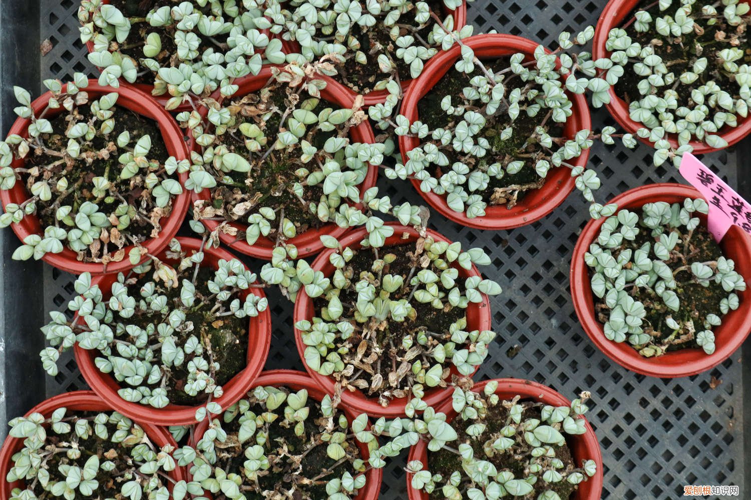 荷叶碧玉叶子软,了怎么办 碧玉莲叶子发黄变软怎么办