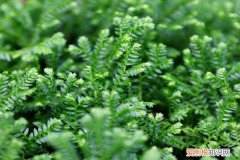 蕨类叶子干枯发黄 珊瑚蕨的叶子发蔫泛黄怎么办