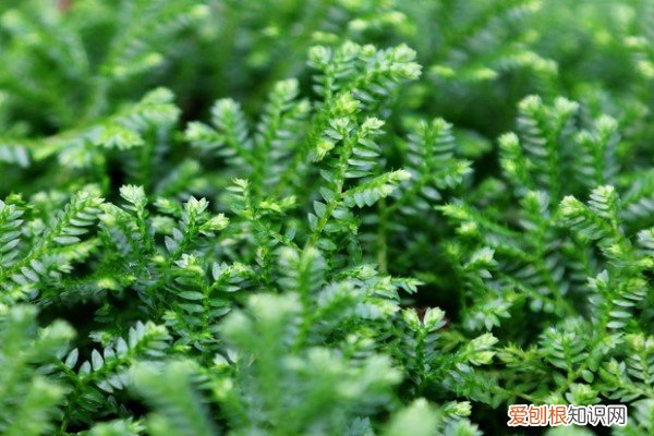 蕨类叶子干枯发黄 珊瑚蕨的叶子发蔫泛黄怎么办