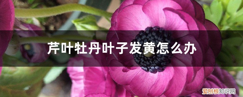 芹叶牡丹花叶子黄花枯萎怎么办 芹叶牡丹叶子发黄怎么办